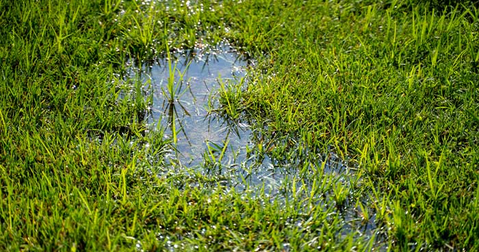 Puddles in your yard can also indicate plumbing issues.