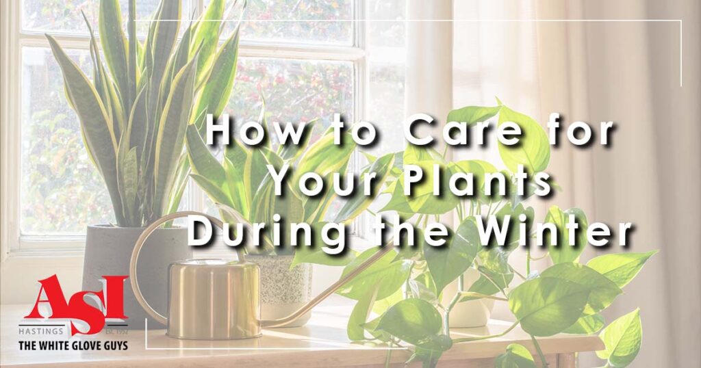 best way to care for your plants during the winter
