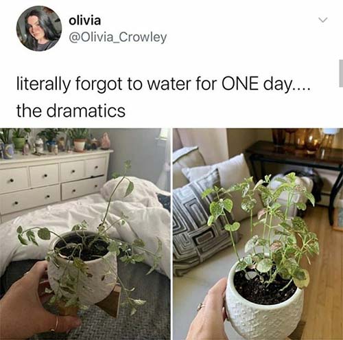 tweet of dramatic plant