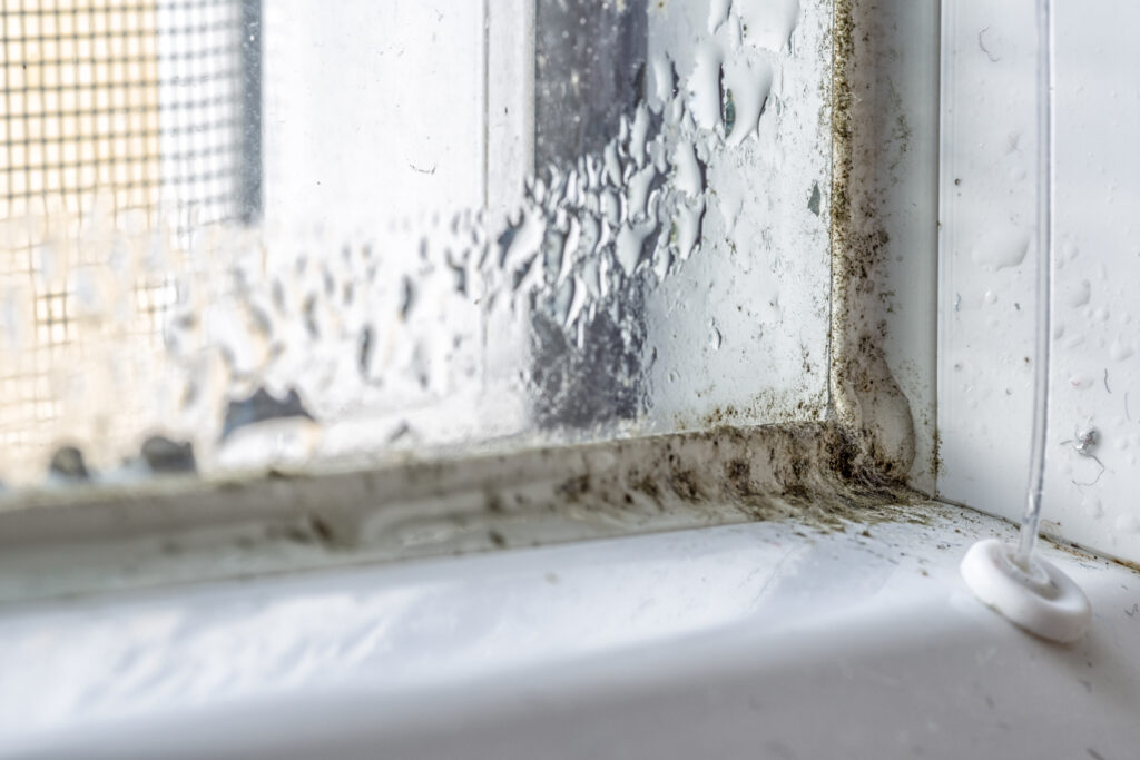 moisture and mold in a home