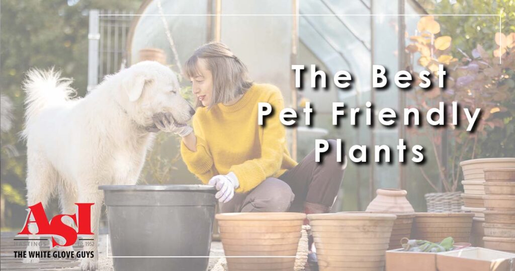 Pet friendly plants header