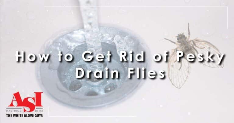 take up residence in bathrooms and kitchens with sinks, tubs, and even pet bowls serving